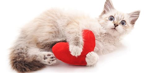 Landmark Heart Health Study Sheds New Light On Feline Hypertrophic