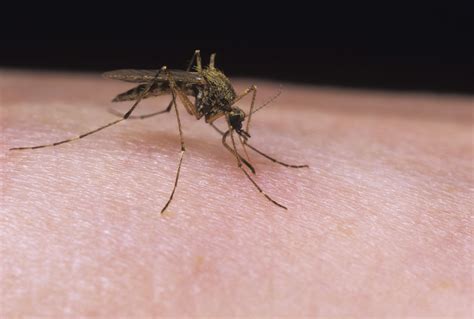 Mücken In Berlin Diese Mythen über Die Blutsauger Sind Wahr Bz Die Stimme Berlins