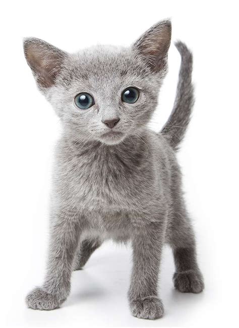 Wu ya chi owned by: How Long Does A Russian Blue Cat Live - Kitchens Design ...