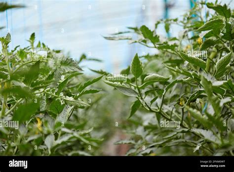 Young Tomato Plants Grown In A Greenhouse Blooming Tomatoes Spring