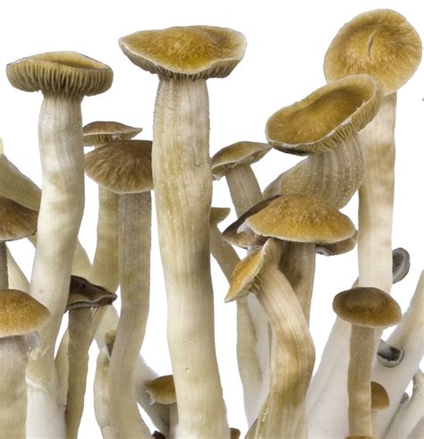 Mushroom Grow Kit Easy Innervisions