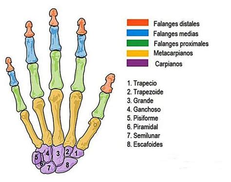 Huesos De La Mano ¿cuántos Son Anatomía Funciones Partes Y Más