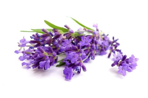 Our Ingredients Lavender Essential Oil Bio Oil Stretch Marks Lavender