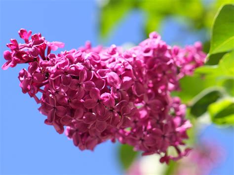 Red Lilac Blooming Spring Flowers Hd Wallpaper Preview