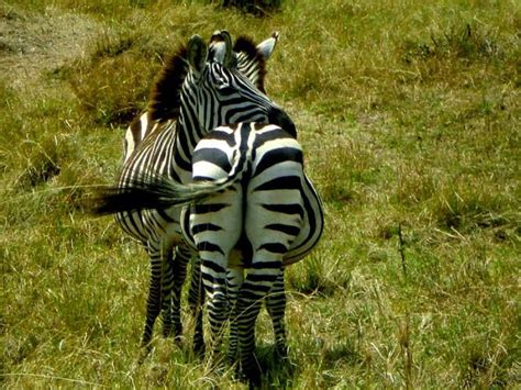 In kenya they are based on location. Passport and Toothbrush: Budget Safari in Kenya | Kenya ...