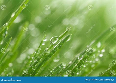Macro Water Drops On Green Grass In Morning Lights Beautiful Nature