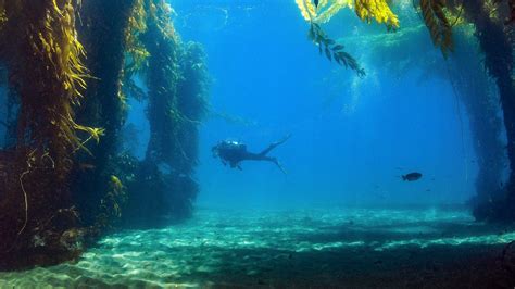 Saving California's underwater forests - Oceanographic | Forest, Underwater, California