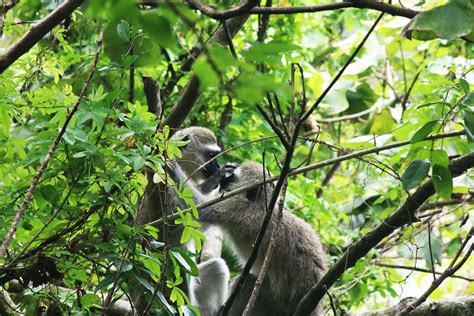 Two Vervet Monkeys In A Tree Free Stock Photo Public Domain Pictures