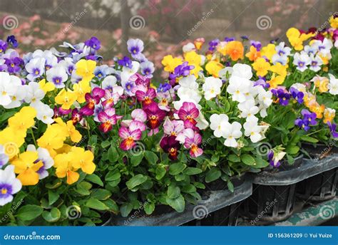 Heartsease Viola Or Violet Viola Is A Genus Of Flowering Plants In The