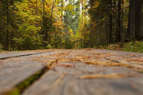 無料画像 森林 トレイル ボード 秋 自然の風景 自然環境 道路 落葉 木材 荒野 黄 木質植物 バイオーム 太陽光 工場 インフラ パス 州立公園