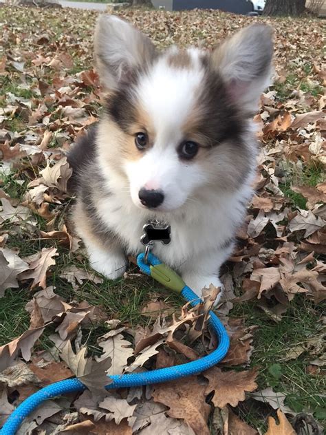 Search by breed, size, & more. Is there anything cuter than a fluffy corgi puppy? Meet my ...