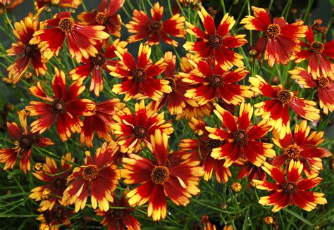 15 Most Colorful Perennials For Your Yard ~ Page 11 Of 16