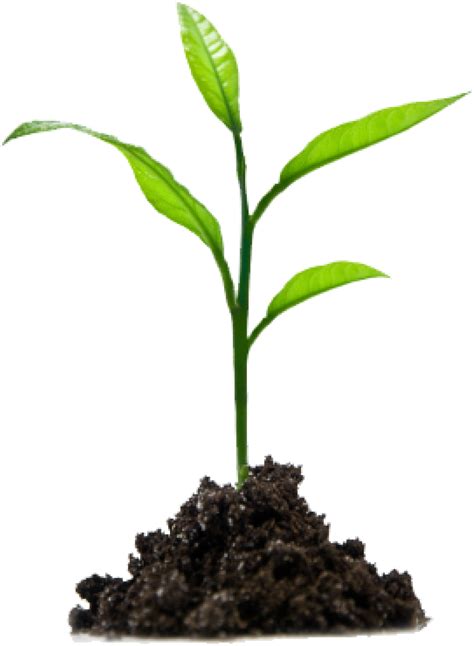 Crops Clipart Sprout Growing In Jesus Png Download Full Size
