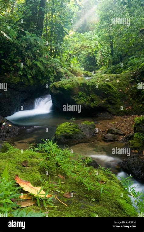 Lush Stream And Waterfall In The Lowland Rainforests Of Costa Rica