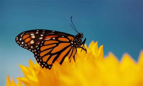 From middle english buterflie, butturflye, boterflye, from old english butorflēoge, buttorflēoge, buterflēoge (from butere (butter)), equivalent to butter +‎ fly. New Efforts to Save the Monarch Butterfly, But Do They Go Far Enough? - Food Tank
