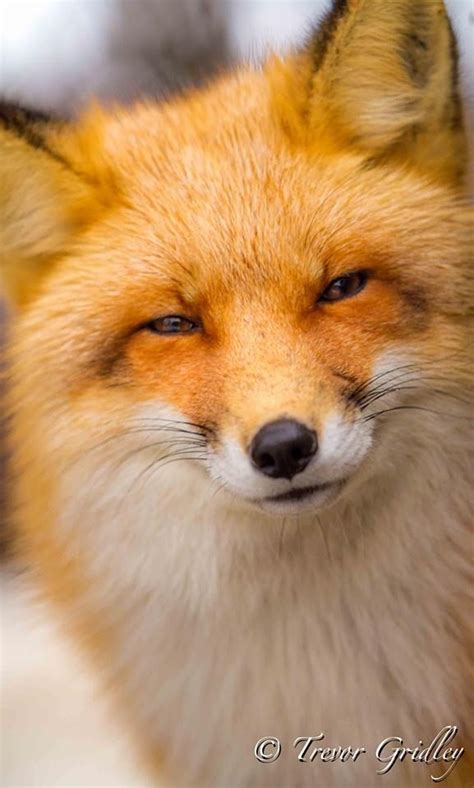 Cunning Mr Fox Foxland Pinterest Beautiful Happy