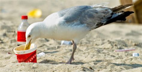 Pollution Water Pollution Bird Seagull Stock Photos Pictures And Royalty