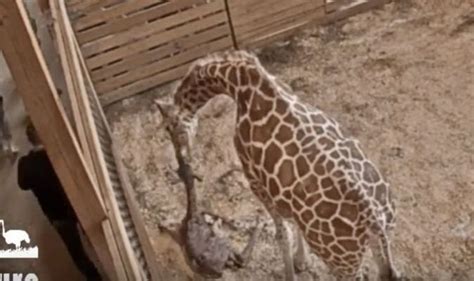 April The Giraffe Gives Birth To Her Fifth Calf Watch The Amazing Moment Live Here Nature