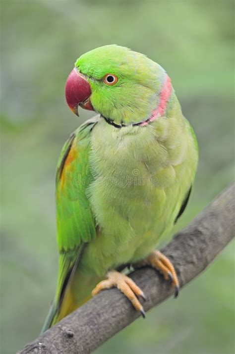 Male Alexandrine Parakeet Stock Photo Image Of Avian 32498230