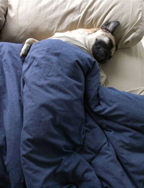 20 Sleepy Dogs Whore Definitely Not Letting You Sleep In Your Bed Tonight