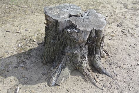 Tree Stump Free Stock Photo Public Domain Pictures