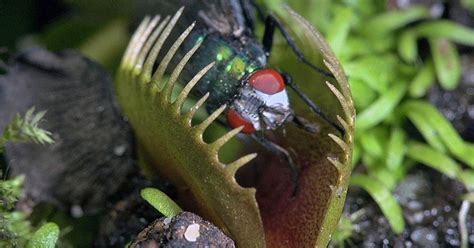 Pictured Flesh Eating Plants Snare Prey In Deadly Clutches Before