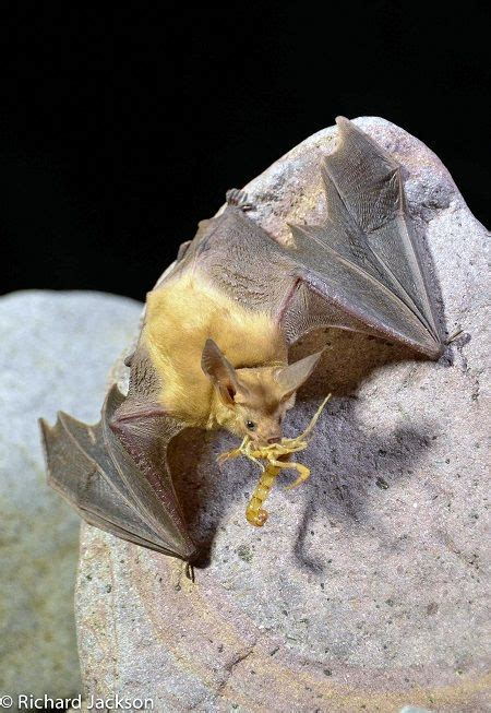 Pallid Bat Antrozous Pallidus A TOUGH BAT WHO DEFIES THE RULES The