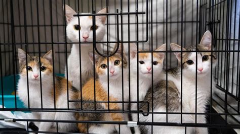 Over 125 Cats Recovered From Hoarding Situation