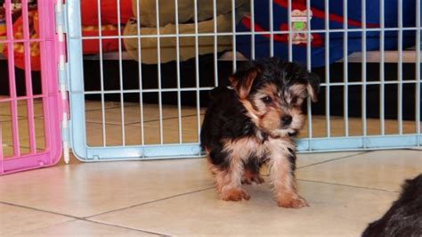 Puppies For Sale Local Breeders Adorable Yorkie Poo Puppies For Sale In