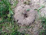 Pictures of White Ants In Yard