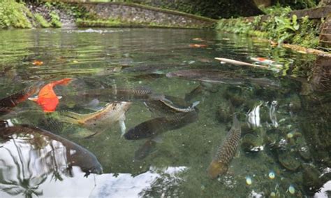 Macam sumber yang ada diluar diri seseorang. Apakah Ada Ikan Sakti Di Sungai Jernih : Legenda Ikan ...