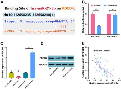 hsa circ 0008259 modulates mir 21 5p and pdcd4 expression to restrain osteosarcoma progression