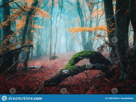 Dreamy Autumn Forest In Fog Mystical Foggy Trees In Fall Stock Photo