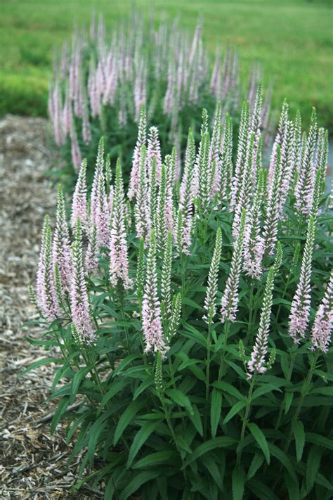Veronica is a mobile service module deployed from a space satellite. Veronica, Moody Blues™ Pink (Speedwell) - TheTreeFarm.com