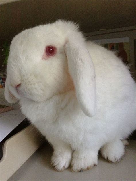 Florida White Rabbits For Sale Temecula Ca 520676