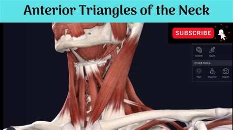 Anterior Triangles Of The Neck Boundaries Subdivisions Muscular