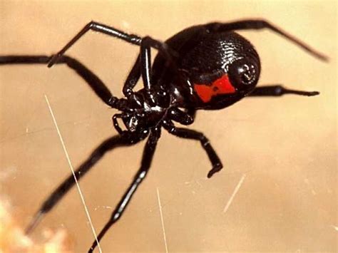 Black Widow Spider Latrodectus Mactans Black Widow Spider Insect
