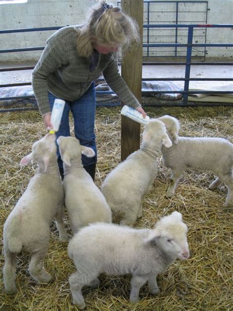 Bottle Feeding Baby Lambs Critters And Animals Pinterest