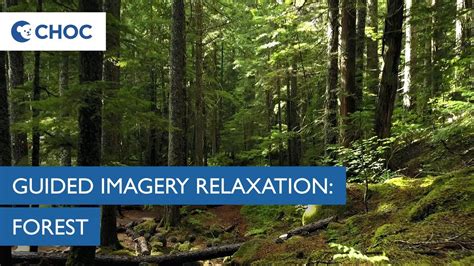 Guided Imagery Meditation Forest Choc Youtube