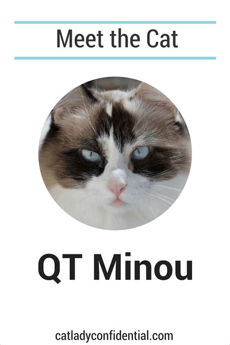 Meet The Cat Qt Minou Cats Beautiful Blue Eyes Cat Lady