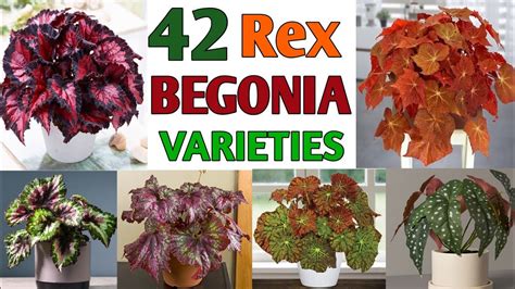 42 Rex Begonia Varieties Rex Begonia Types Rex Begonia