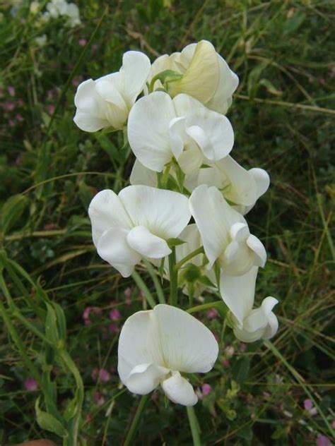 White Everlasting Sweet Pea Lathyrus Latifolius Naturescape