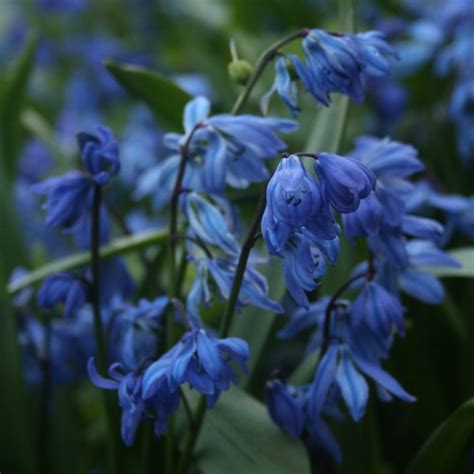 Despite its name, it is not native to siberia. Scilla siberica - Shipton Bulbs