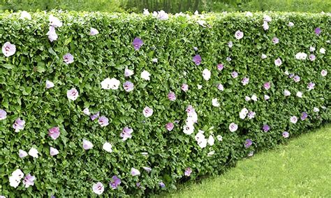 5 Hibiscus Hedge Plants Groupon Goods