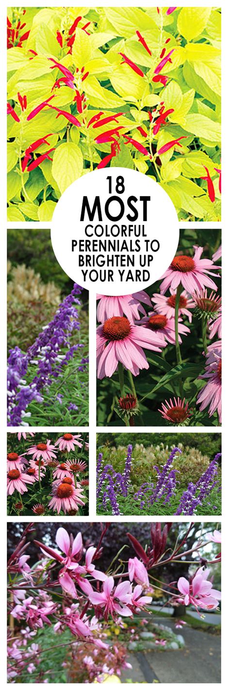 18 Most Colorful Perennials To Brighten Up Your Yard ~ Bees And Roses
