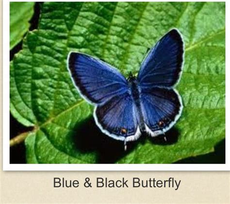 Rare Gradient Blue Morpho Butterfly Butterfly Symbolism Butterfly
