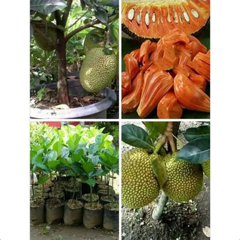 Sanju Rare Red Flesh Jack Fruit Thailand Grafted Red Jackfruit Plant