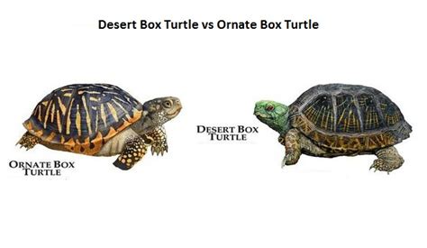 Desert Box Turtle Facts And Pictures Reptile Fact