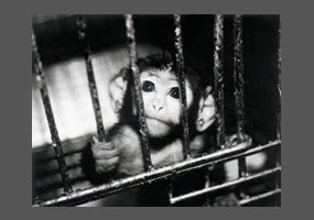 😍 Against animal testing speech. Save the Animals: Stop Animal Testing