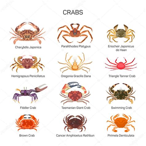 Crabs Vector Set In Flat Style Design Different Kind Of Crab Species